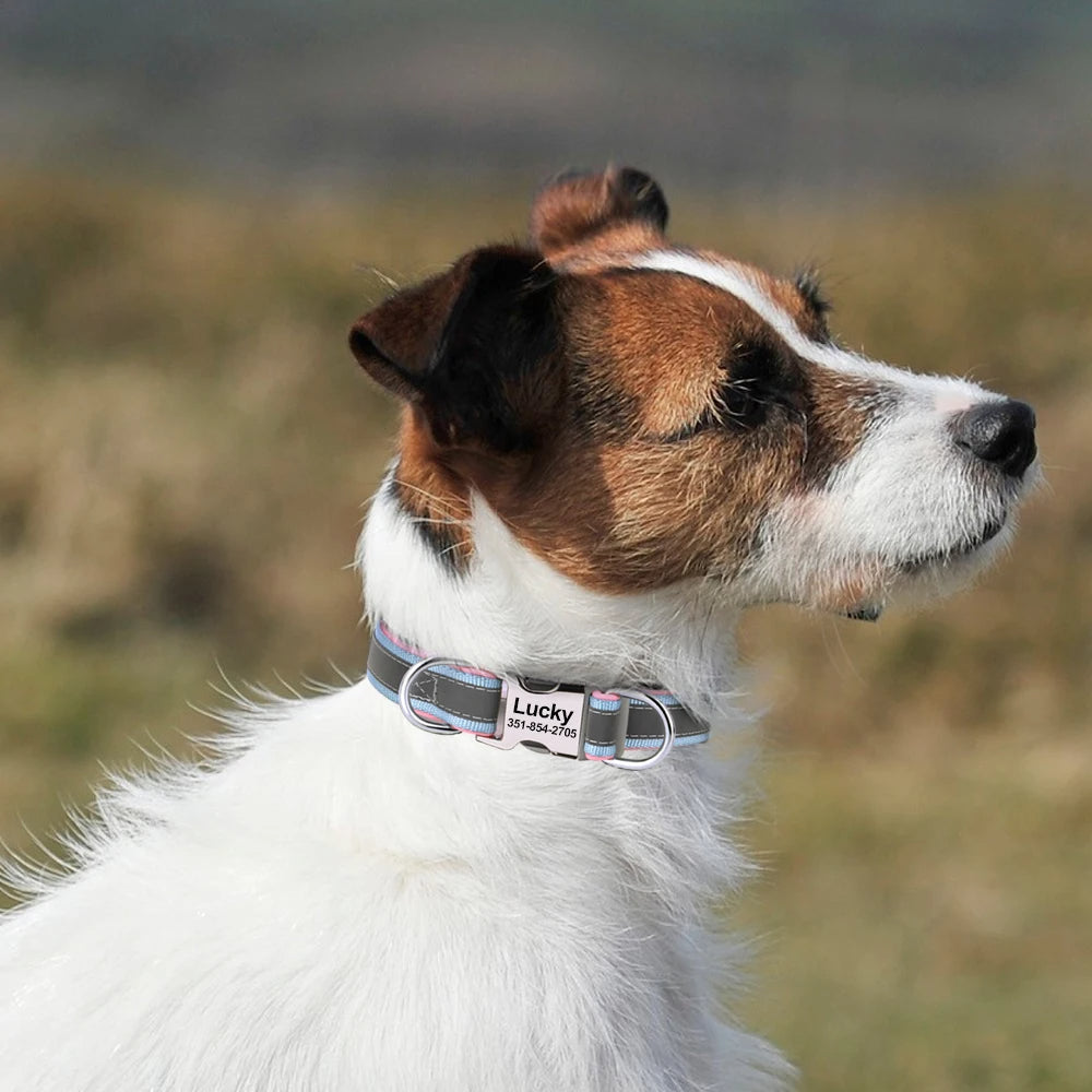 How to Stop Your Dog From Peeing on the Christmas Tree