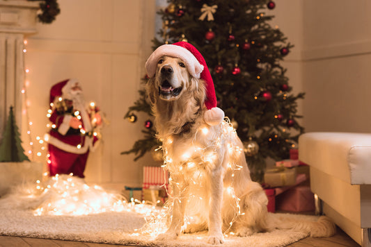 How Can I Keep My Dog Calm at Christmas?