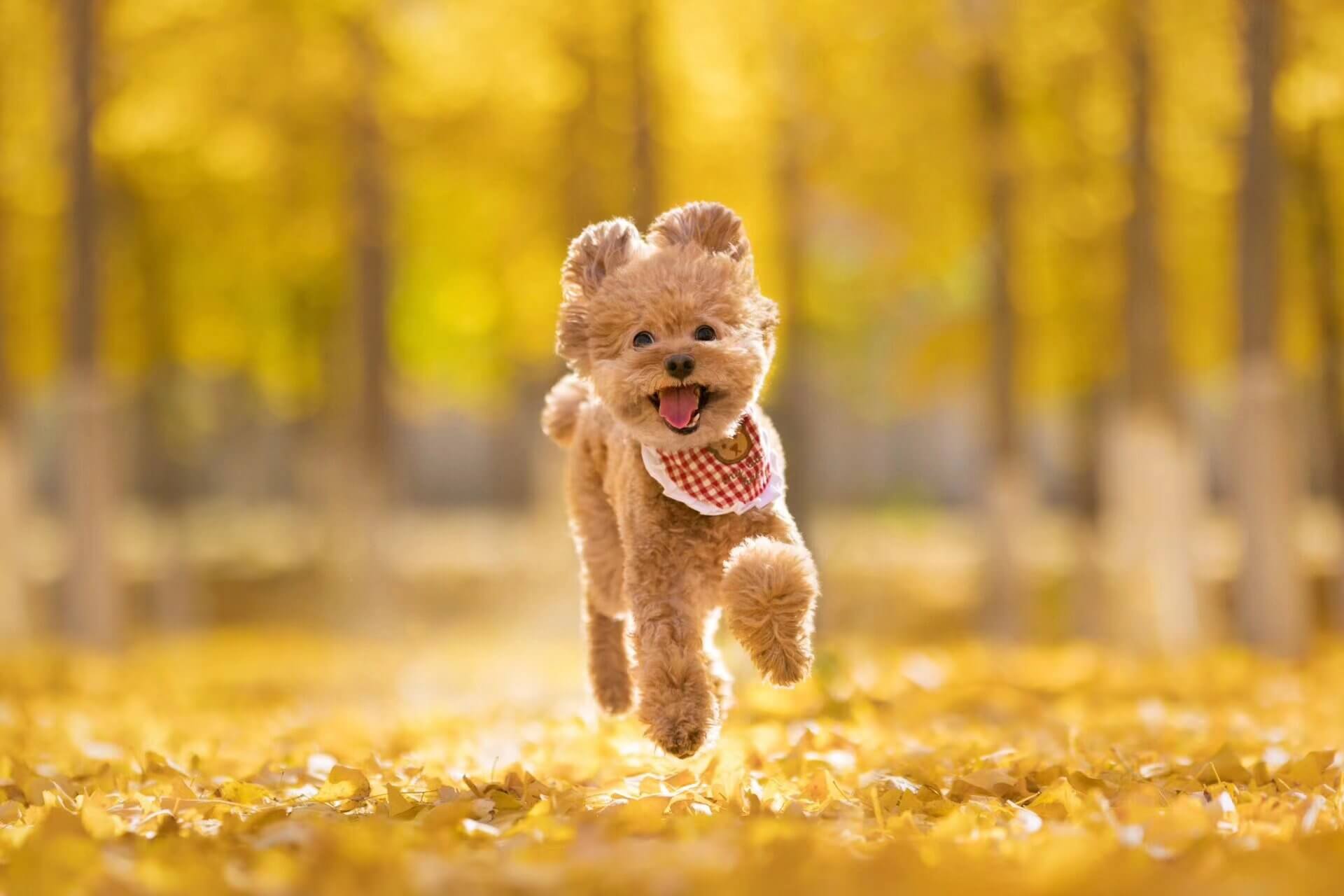 Shop Smile-Mart for the best pet supplies ranging from pet clothes, pet toys, pet beds, pet collars, and pet grooming tools so much more!